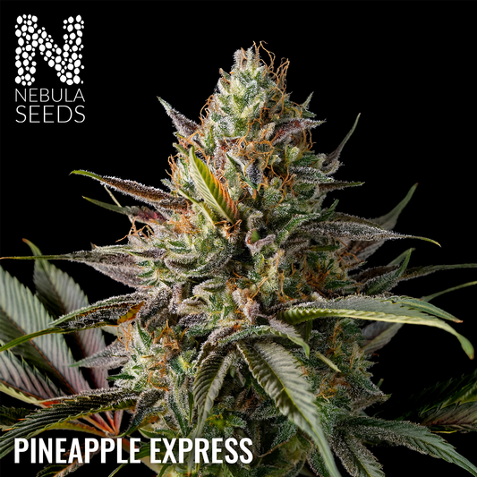 Pineapple Express Regular