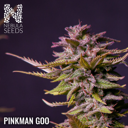 Pinkman Goo Feminized
