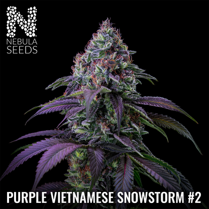Purple Vietnamese Snowstorm #2 Feminized