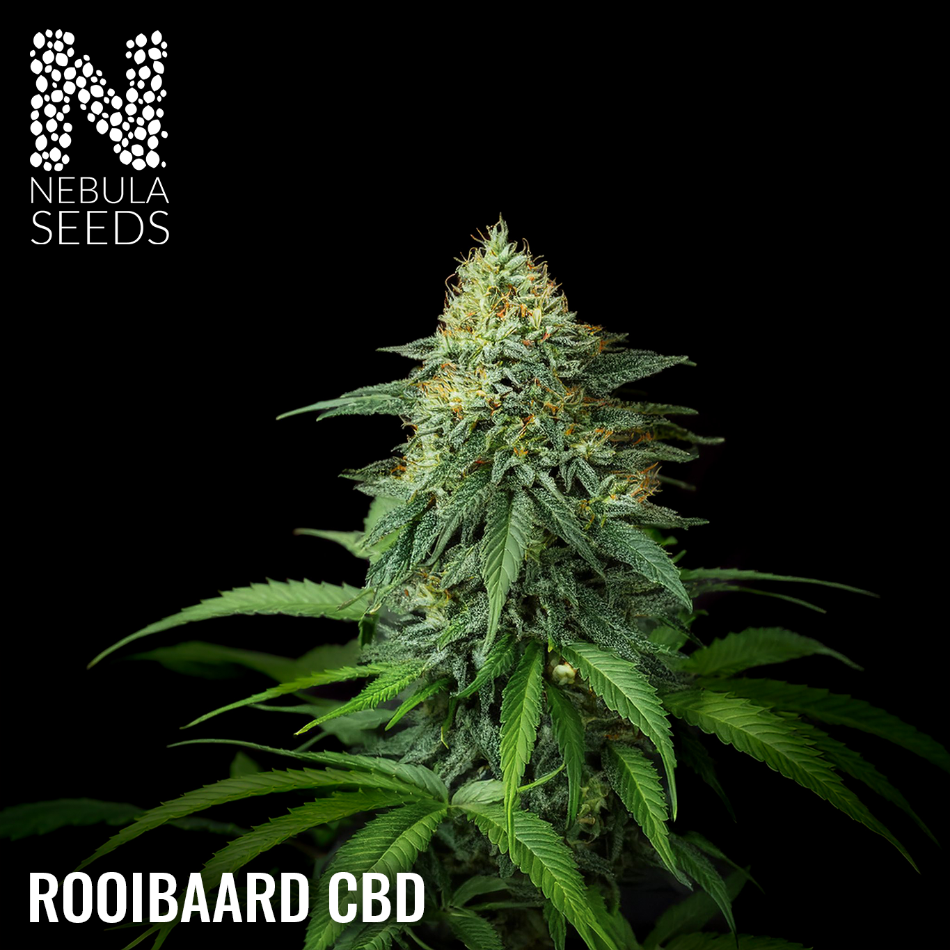 Rooibaard CBD Feminized