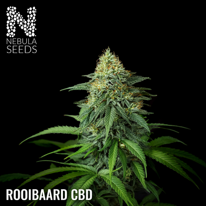 Rooibaard CBD Feminized