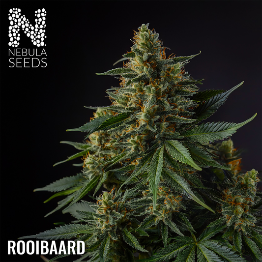 Rooibaard, Nebula Seeds, South African Cannabis Seedbank
