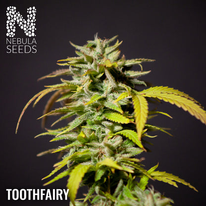 Toothfairy Feminized
