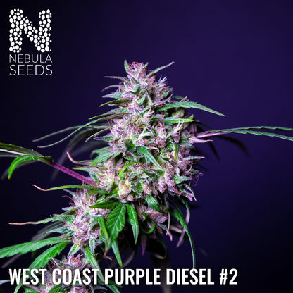 West Coast Purple Diesel #2 Feminized