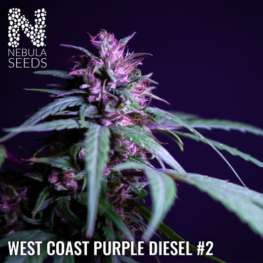 West Coast Purple Diesel #2 Regular