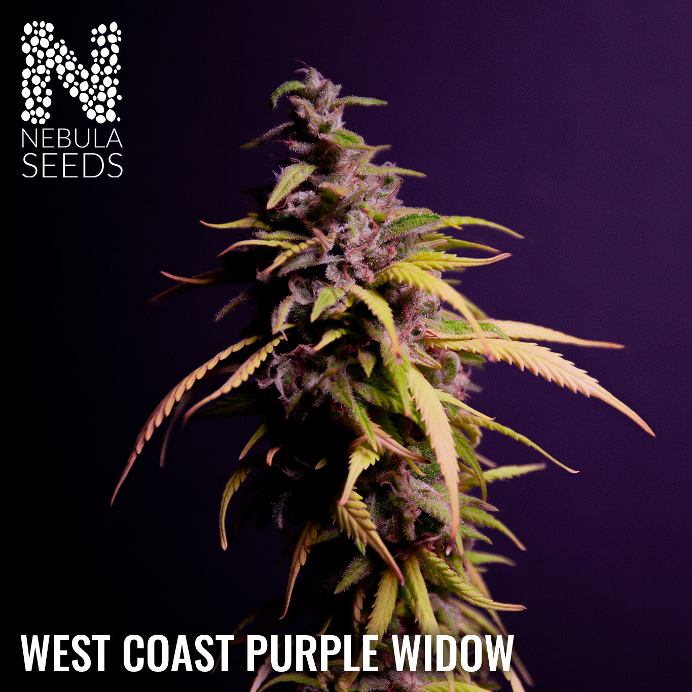 West Coast Purple Widow Feminized