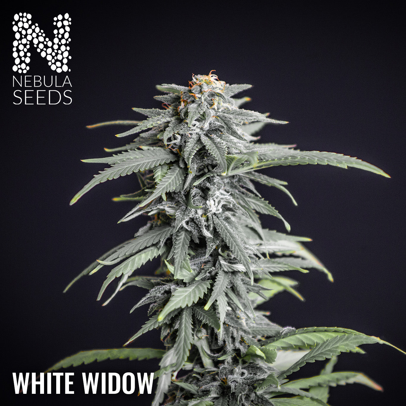 White Widow Feminized