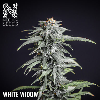 White Widow Feminized