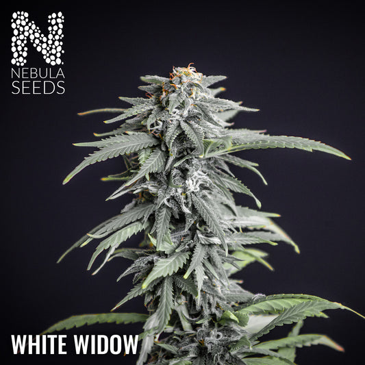 White Widow Feminized