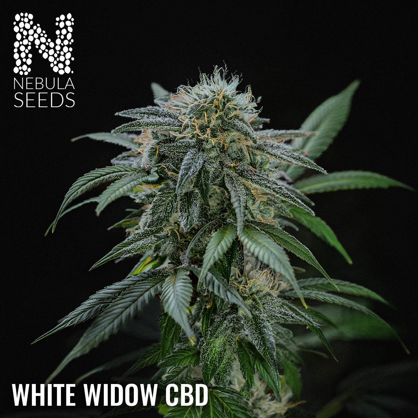 White Widow CBD Feminized