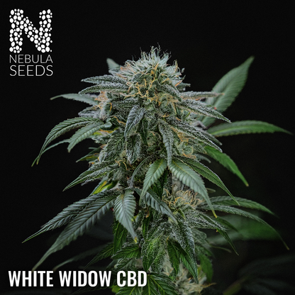 White Widow CBD Feminized