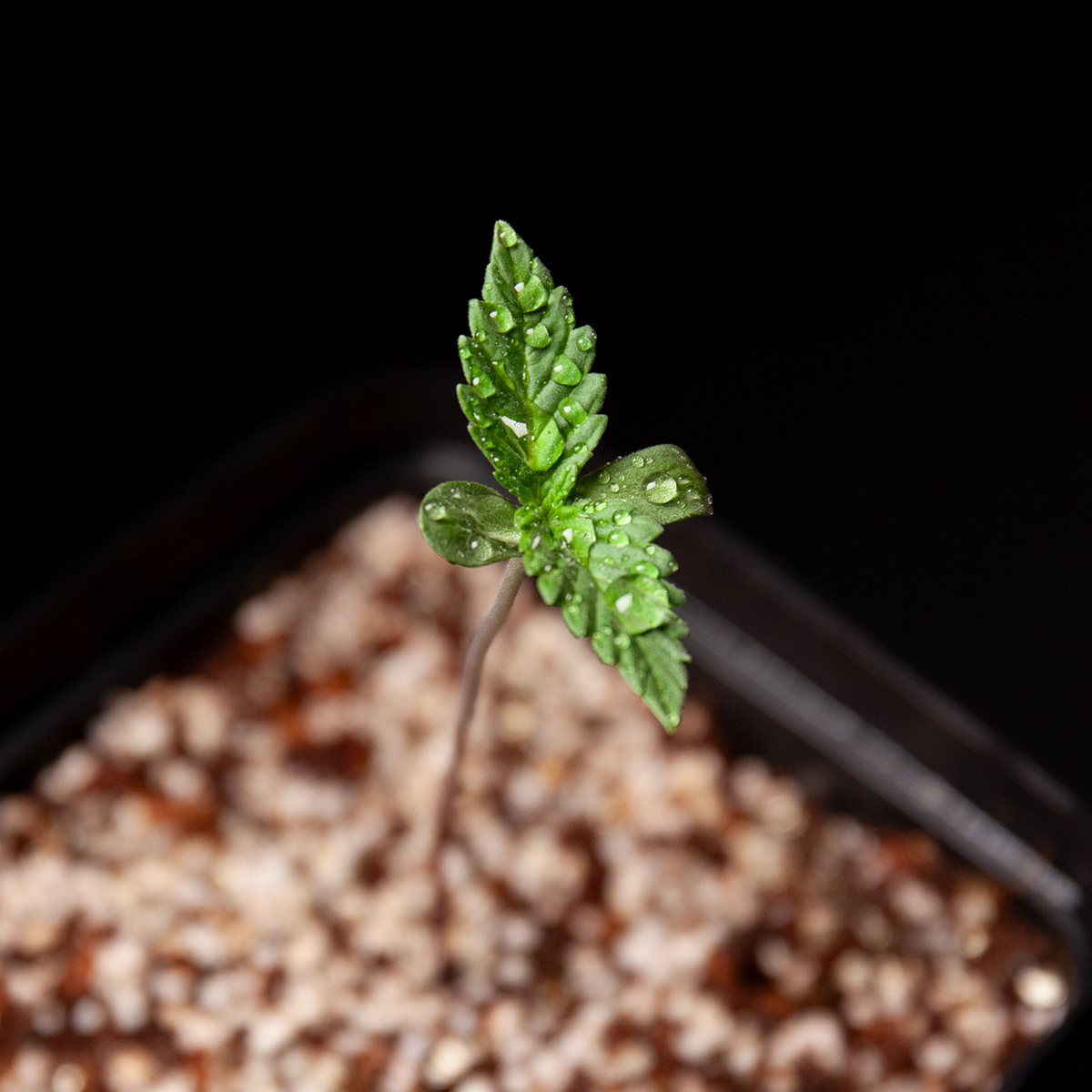 Nebula Seeds Slurricane cannabis seedling with fresh green leaves and water droplets emerging from seed starter soil.