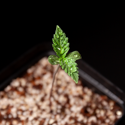 Nebula Seeds Slurricane cannabis seedling with fresh green leaves and water droplets emerging from seed starter soil.