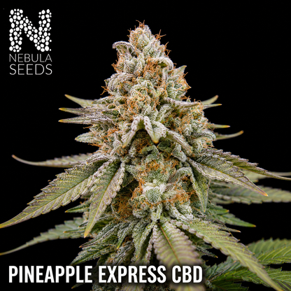 Pineapple Express CBD Regular