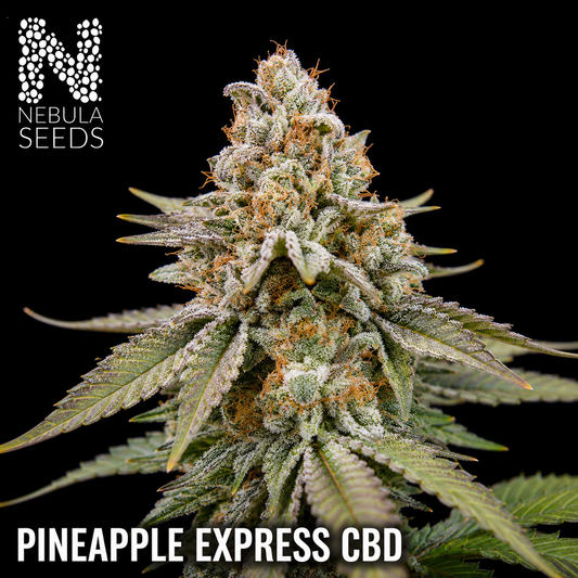 Pineapple Express CBD Regular