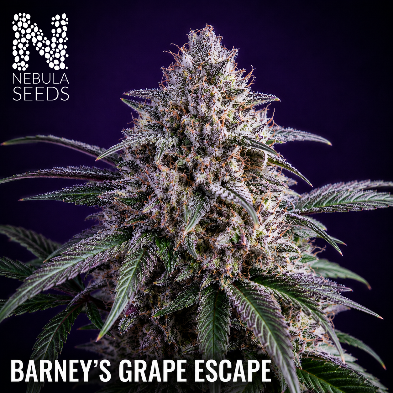 Nebula_Seeds_-_Barney_s_Grape_Escape buy cannabis seeds