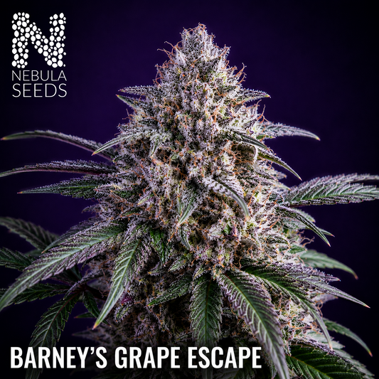Nebula_Seeds_-_Barney_s_Grape_Escape buy cannabis seeds