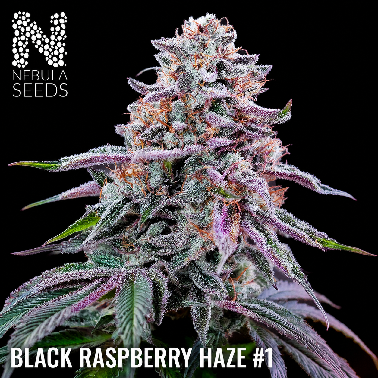Nebula_Seeds_-_Black_Raspberry_Haze_buy cannabis seeds south africa