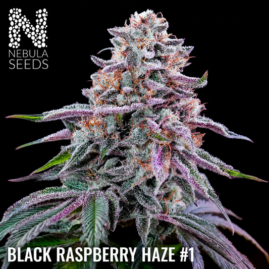 Nebula_Seeds_-_Black_Raspberry_Haze_buy cannabis seeds south africa