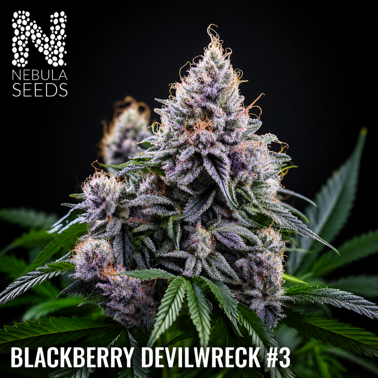 Nebula Seeds - Blackberry Devilwreck #3
