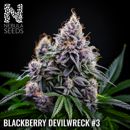 Nebula Seeds - Blackberry Devilwreck #3