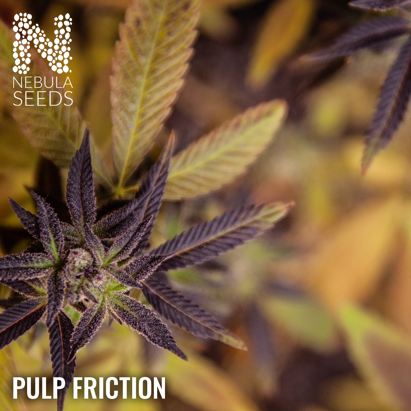 Pulp Friction Feminized