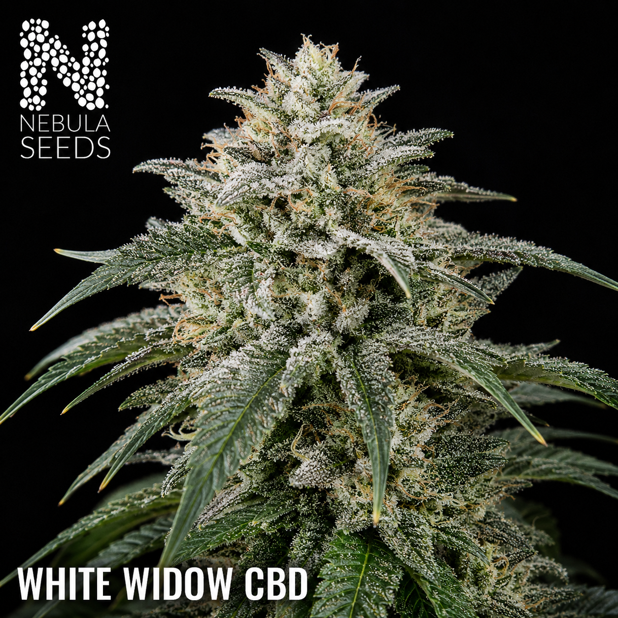 Nebula Seeds - White Widow CBD