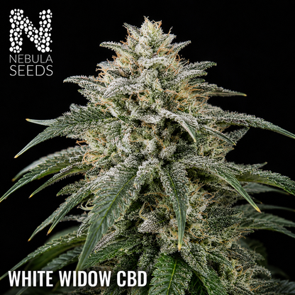 Nebula Seeds - White Widow CBD