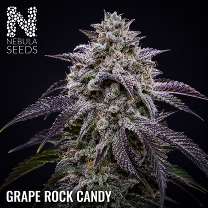 Nebula Seeds Grape Rock Candy South African cannabis seeds