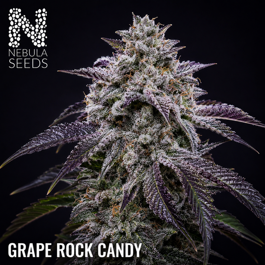 Nebula Seeds Grape Rock Candy South African cannabis seeds