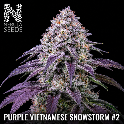 Purple_Vietnamese_Snowstorm Feminized cannabis seeds for sale at Nebula Seeds. Buy cannabis seeds online in South Africa with premium genetics for cultivation.
