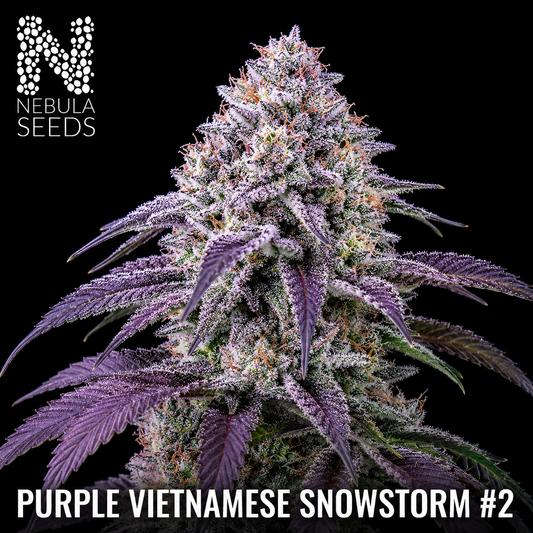 Purple_Vietnamese_Snowstorm Feminized cannabis seeds for sale at Nebula Seeds. Buy cannabis seeds online in South Africa with premium genetics for cultivation.