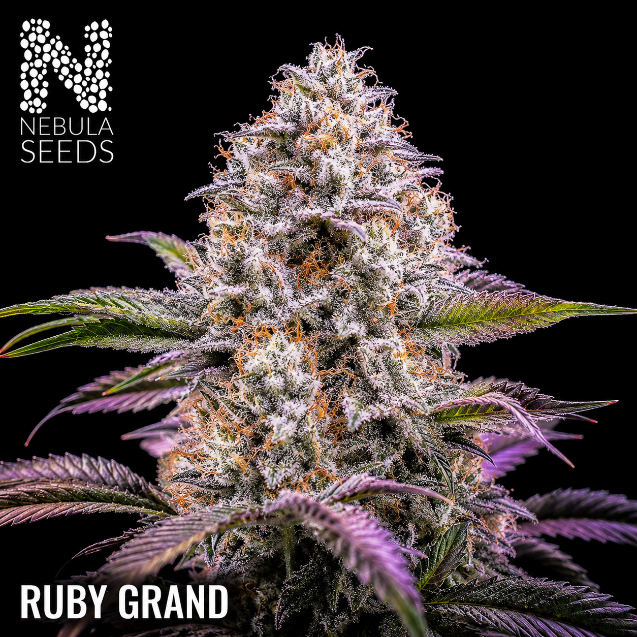 Ruby Grand Feminized cannabis seeds for sale at Nebula Seeds. Buy cannabis seeds online in South Africa with premium genetics for cultivation.