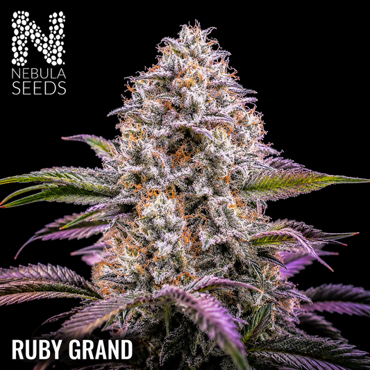 Ruby Grand Feminized cannabis seeds for sale at Nebula Seeds. Buy cannabis seeds online in South Africa with premium genetics for cultivation.