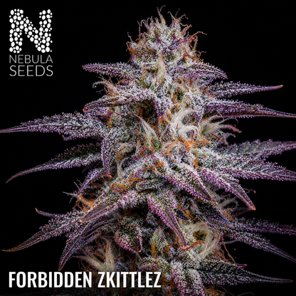 Forbidden Zkittlez Nebula Seeds South African Cannabis Seedbank