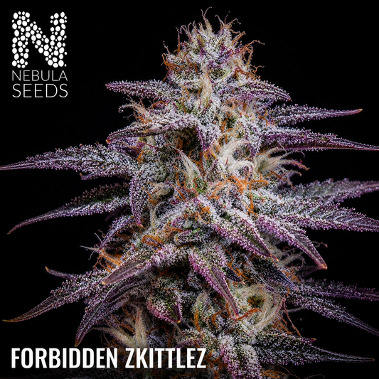 Forbidden Zkittlez Nebula Seeds South African Cannabis Seedbank