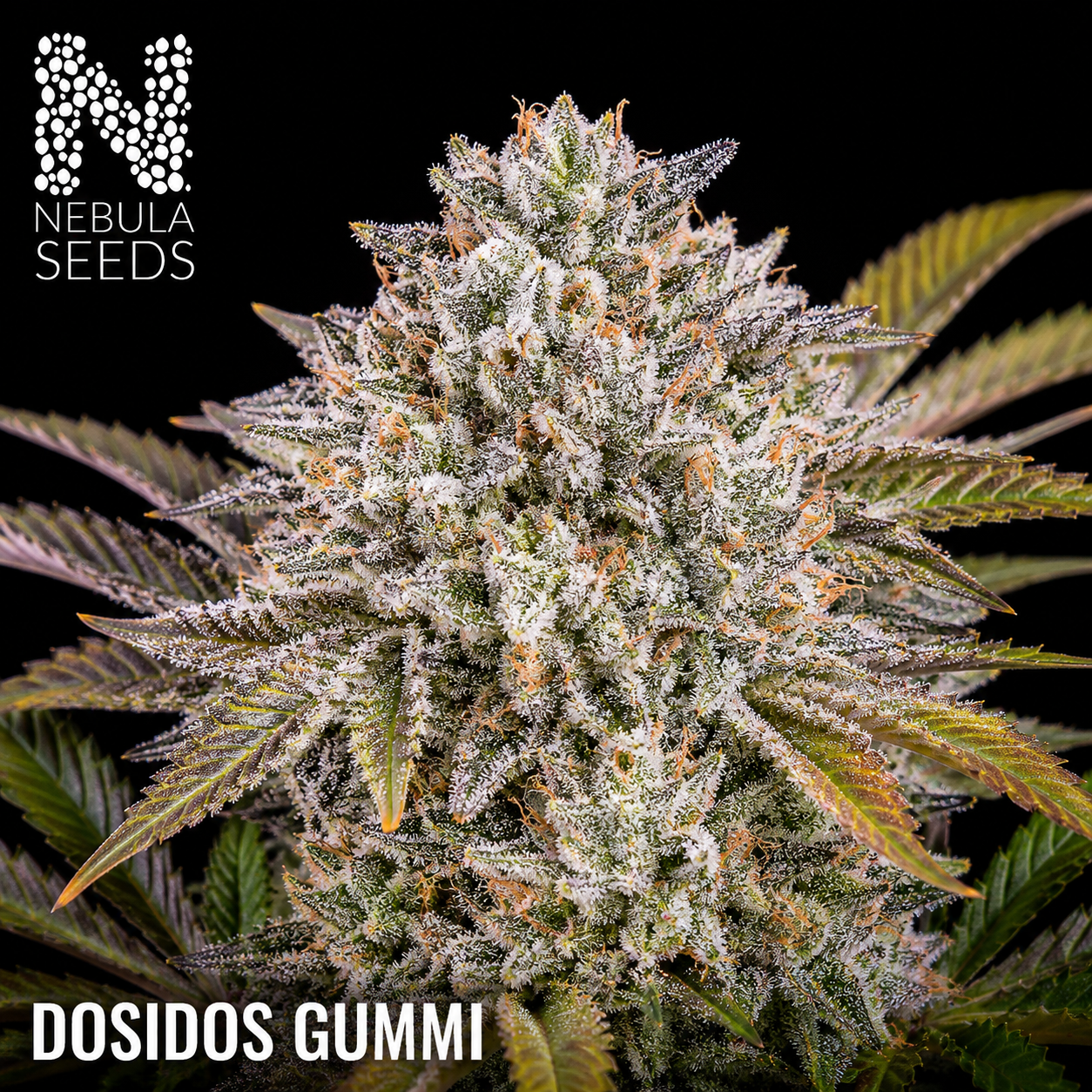 Nebula Seeds South African Cannabis Seeds - Dosidos Gummi - Feminized