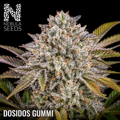 Nebula Seeds South African Cannabis Seeds - Dosidos Gummi - Feminized
