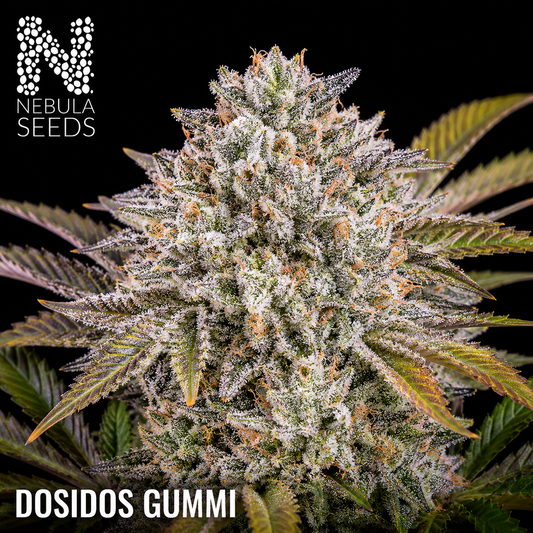 Nebula Seeds South African Cannabis Seeds - Dosidos Gummi - Feminized