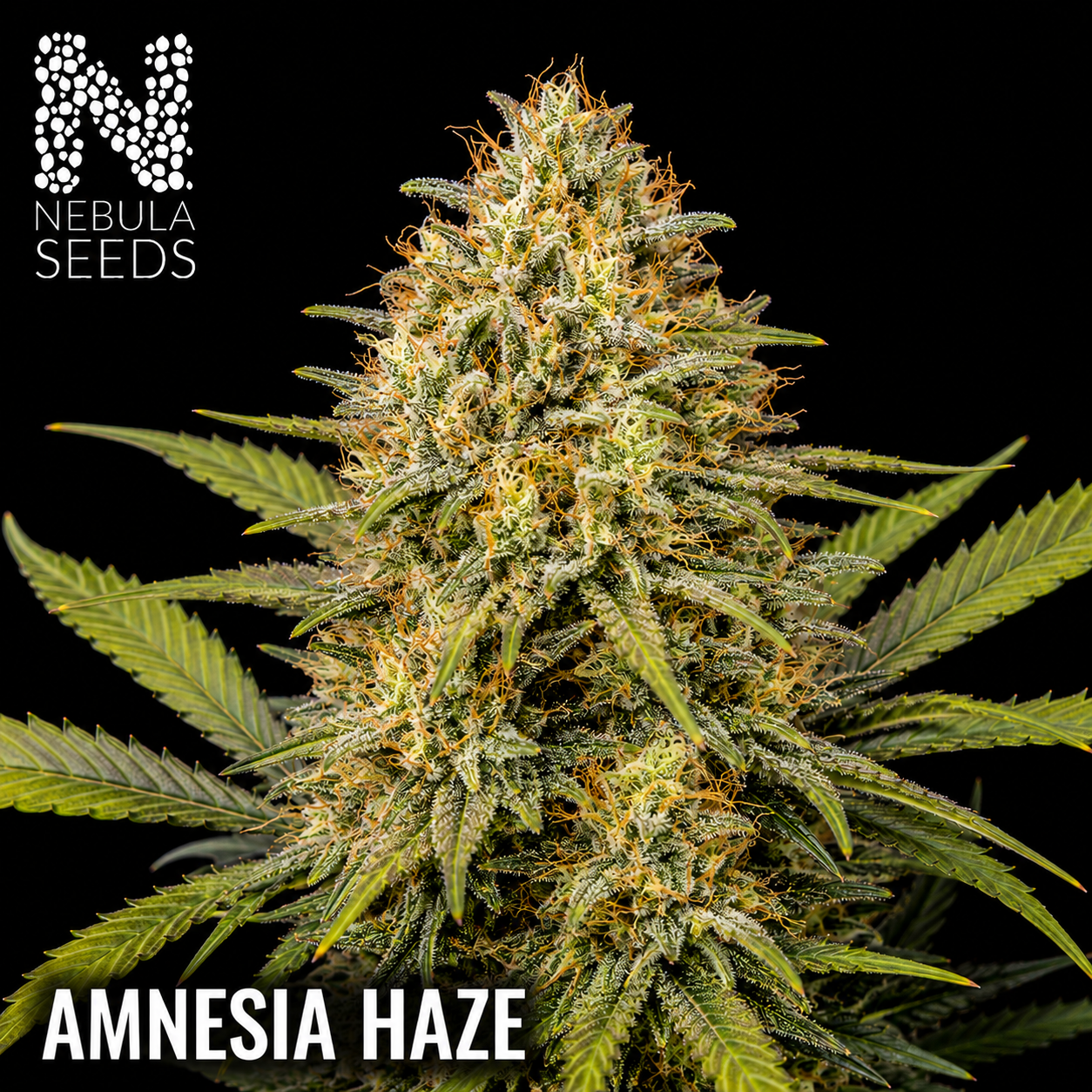 Nebula_Seeds_South_African_cannabis_seeds_-_Amnesia_Haze
