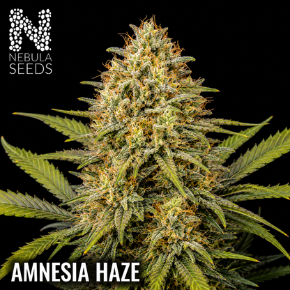 Nebula_Seeds_South_African_cannabis_seeds_-_Amnesia_Haze