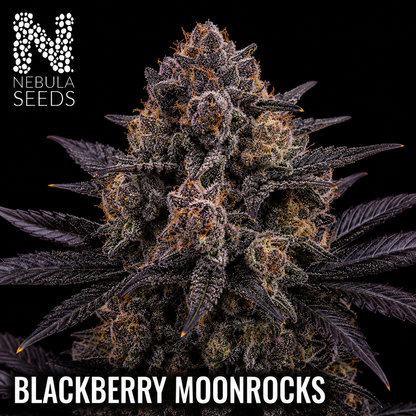 Nebula_Seeds_South_African_cannabis_seeds_-_Blackberry_Moonrocks_Feminized