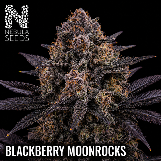 Nebula_Seeds_South_African_cannabis_seeds_-_Blackberry_Moonrocks_Feminized