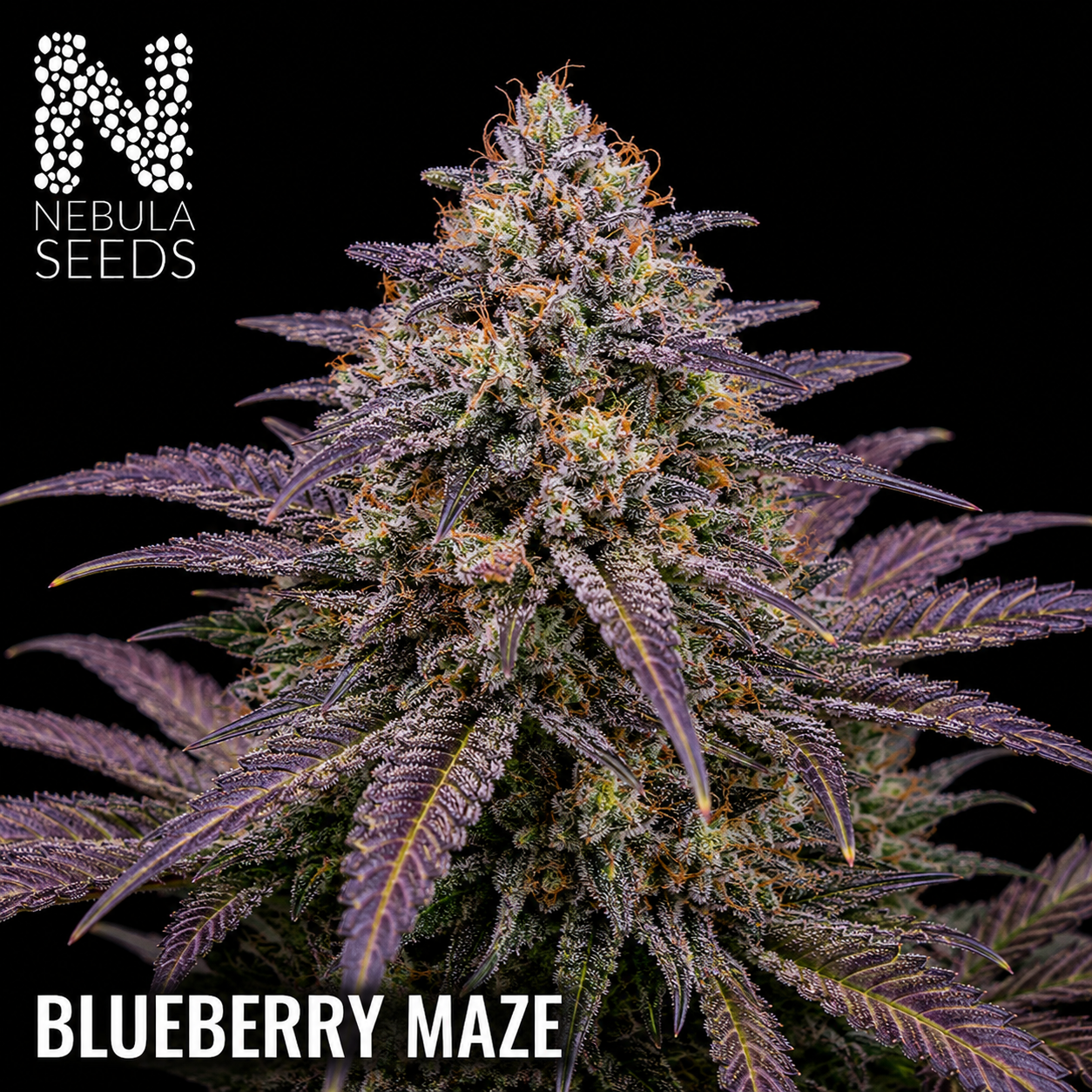 Nebula_Seeds_South_African_cannabis_seeds_-_Blueberry_Maze