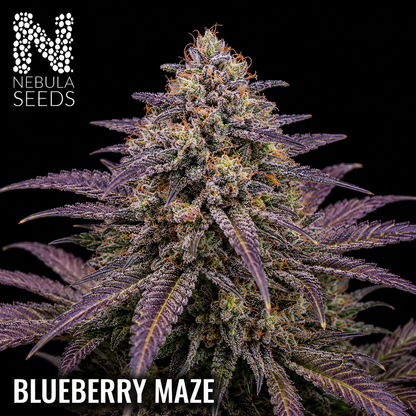 Nebula_Seeds_South_African_cannabis_seeds_-_Blueberry_Maze