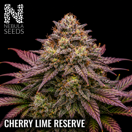 Nebula_Seeds_South_African_cannabis_seeds_-_Cherry_Lime_Reserve