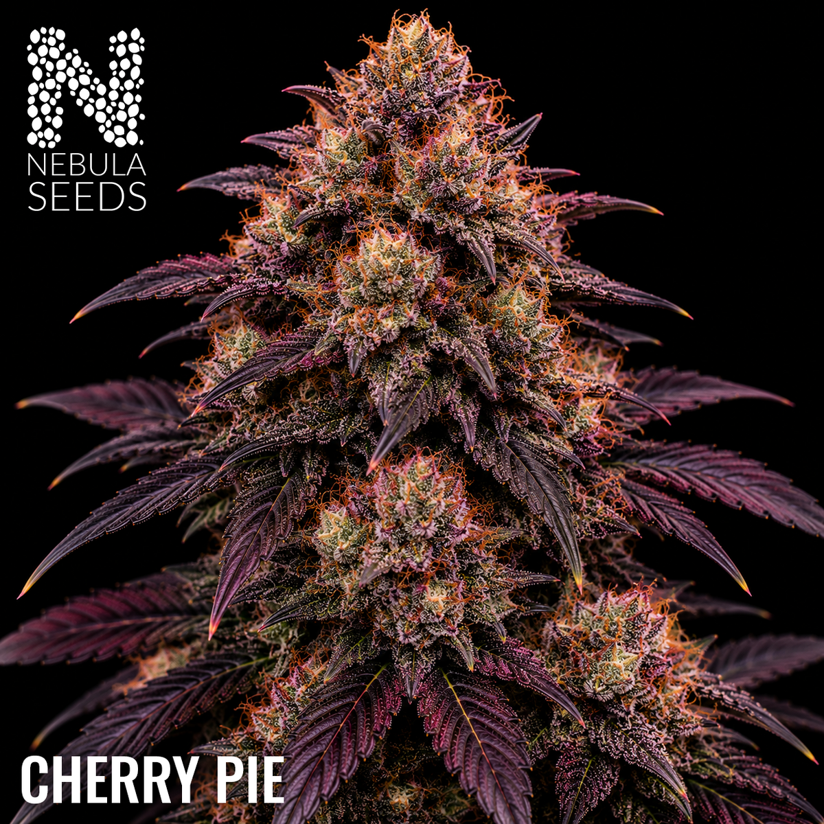Nebula Seeds South African cannabis seeds - Cherry Pie