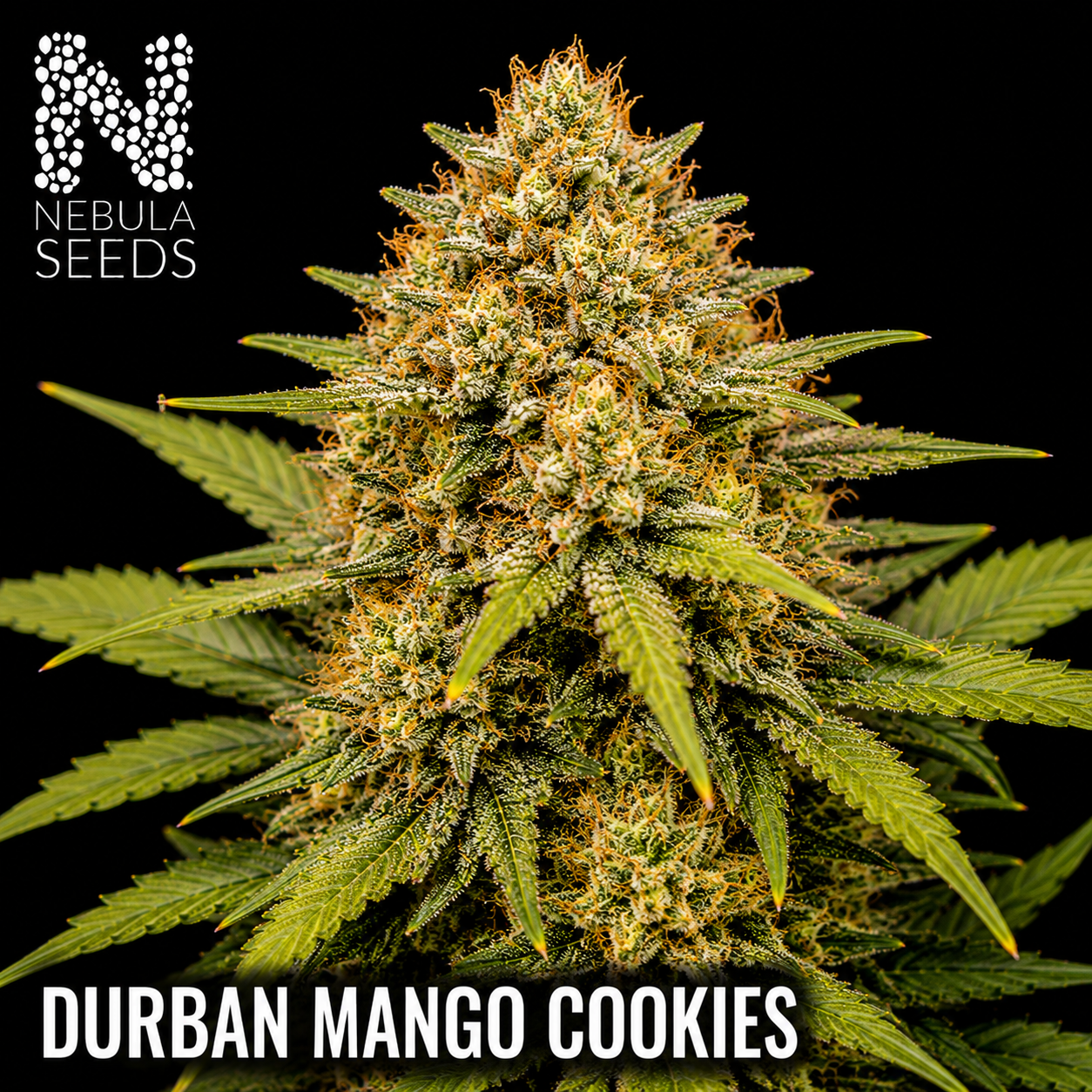 Nebula_Seeds_South_African_cannabis_seeds_-_Durban_Mango_Cookies