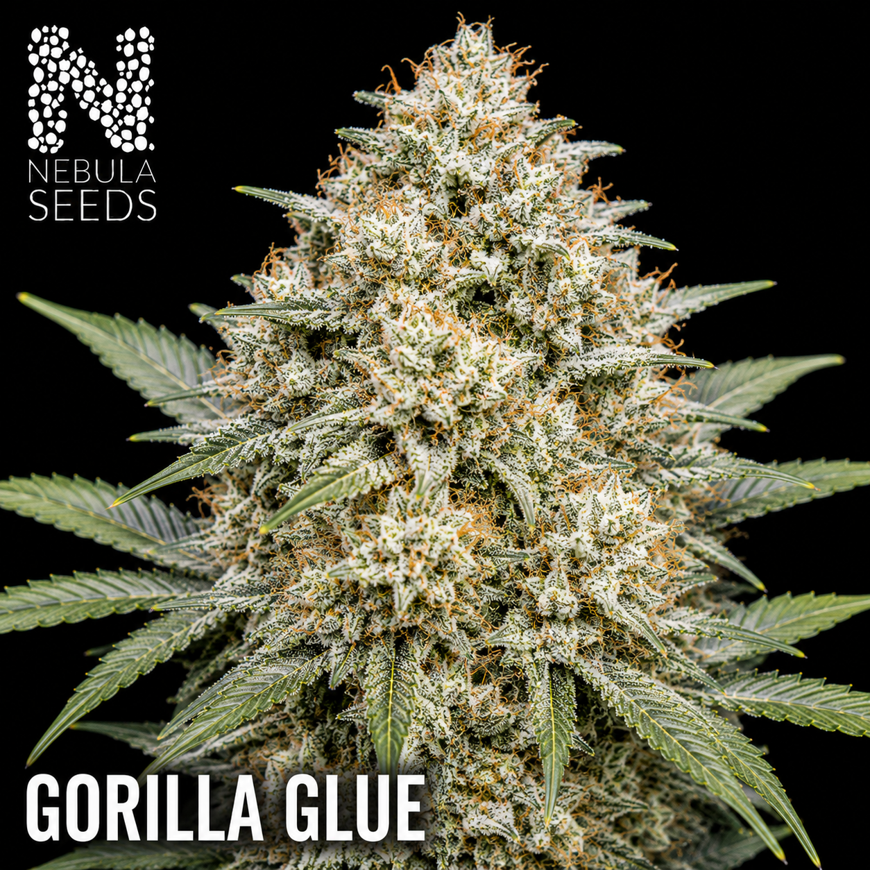 Nebula_Seeds_South_African_cannabis_seeds_-_Gorilla_Glue