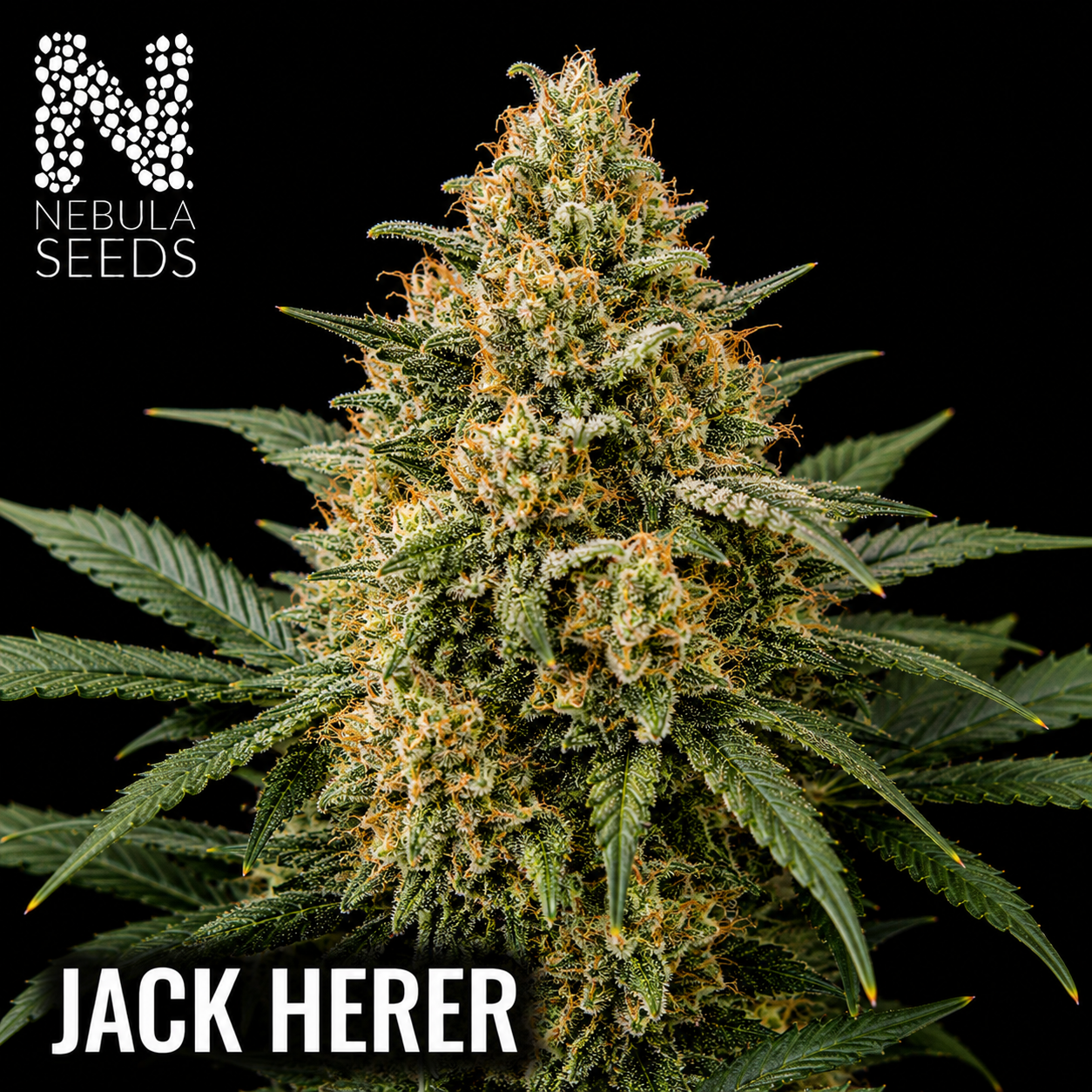 Nebula_Seeds_South_African_cannabis_seeds_-_Jack_Herer